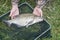 Close-up of big caught fish, bream on fishing line in palms fisherman over landing net. Concepts of successful fishing