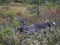 Close up big cute male Reindeer profile view, walking in bushes and autumn forest. Animal in wild in natural environment at