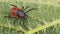 Close-up of big deer tick on nettle leaf. Ixodes ricinus. Urtica dioica