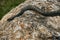 Close up of Big european Non venomous adder snake