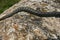 Close up of Big european Non venomous adder snake