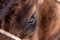 Close-up on the big eye of an animal, bull, bison, cow or horse with brown hair and reflection in the pupil. View of an endangered