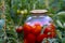 Close up of big glass jar with pickled vegetables in beds with growing tomatoes. Canned tomatoes in sealed jar on ground