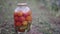 Close up of big glass jar with pickled vegetables on ground in vegetable garden. Close up of man`s hand taking sealed