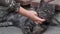 Close up of big gray fluffy cat and baby hand