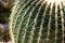 Close up of big green cactus with thorns.