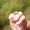 Close up of big green grasshopper sitting on fingers of female hand