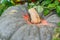 Close up of big grey pumpkin. Selective focus