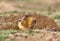 Close up of a big-headed African mole-rat