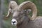 Close-up of a Big Horn Sheep