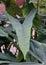 Close up of the big leaf of Alocasia Zebrina Tiger Elephant ear