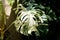 Close up of a big leaf of a variegated Monstera Deliciosa