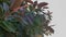 Close up of big leaves of Ficus plant on blue sky