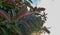 Close up of big leaves of Ficus plant on blue sky