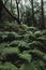 Close up of big leaves in the green woods and forest in background. Nature outdoors wild scenic place. Dark and shadow landscape.