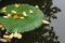 Close up big lotus leaf with yellow fall leaves on still water r