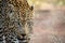Close up of a big male Leopard head.