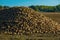 Close up of a big pile of harvested fodder beets in the warm light of the evening sun