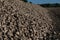 Close up of a big pile of harvested fodder beets in the warm light of the evening sun