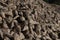 Close up of a big pile of harvested fodder beets in the warm light of the evening sun