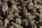 Close up of a big pile of harvested fodder beets in the warm light of the evening sun