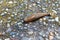 Close up of a big red slug slithering across pavement on a road