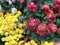 Close up Big Red And Yellow Chrysanthemum flowers with green leaves, in autumn season. Feeling fresh beautiful natural in botanà¸±