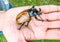 Close up big Rhinoceros beetle or bug on human hand.Outdoor Nature Environmental Education program