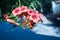 Close up of the big salmon pink colored, trumpet shaped flowers of trumpet creeper or trumpet or cow itch or hummingbird vine