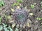 Close-up of big sempervivum houseleek plant with dark green leaves in the dirt in the flower bed, natural background of