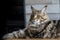 Close-up of a big sleepy half-year-old Maine Coon kitten lying on a table in the minimalist interior of the kitchen, selective