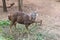 Close up of big and small Barking deer Muntjac