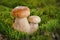 Close-up of big and small edible forest mushrooms on green moss