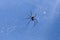 Close up of big spider on spider net on Bali island. Against the background of an azure blue sky lit by sun rays. Large colorful