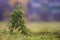 Close-up big tall spear thistle green barbed prickly plant on high stems growing in green grassy field on blurred soft colorful