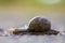 Close-up of big terrestrial snail with brown shell slowly crawling on bright blurred background. Use of mollusks as food and