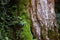 Close-up, big tree, verdant, fern, green, bryophyte