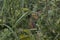 close-up: big wasp spider ventral side on its orb web