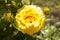 close up: big yellow rose with two smaller unexpanded sets