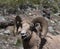 Close Up of a Bighorn Sheep with its Mouth Open