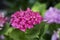 Close-up of Bigleaf hydrangea purple flower