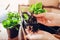 Close up of bigleaf hydrangeas cuttings. Gardener holds young rooted plants. Propagation and transplanting