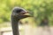 Close up bill of ostrich head against green blur background