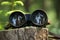 Close-up binoculars placed on tree stump in forest