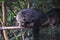 Close up Binturong or Bearcat Binturong or Arctictis Binturong