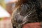 Close up of binturong face sleeping on pole