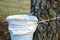 Close up of birch sap dripping into a bucket. Collecting silver birch juice in nature. Rural tradition