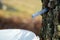 Close up of birch sap dripping into a bucket. Collecting silver birch juice in nature. Rural tradition