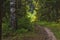 Close up birch tree trunk and path in the forest. Pathway in the woods