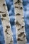 Close-up Of Birch Tree Trunks